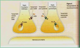 Captação GABA glutamato.jpg