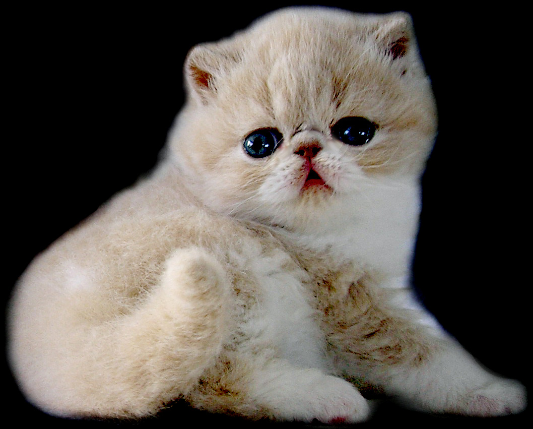 Image - Cute-persian-cats-11.jpg | Animal Central Wiki | Fandom powered