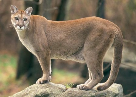 Puma Animal Puma Animal