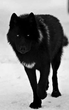 Bildergebnis für black wolf