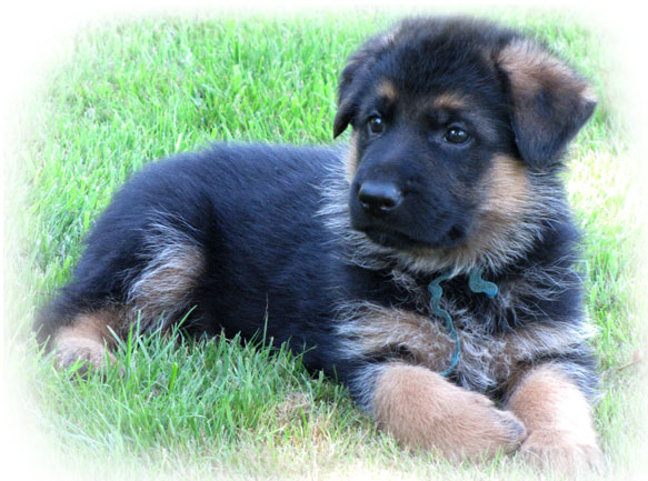 german shepherd puppies for sale in new mexico image german shepherd puppies for sale washington jpg animal jam clans wiki german shepherd puppies for sale in new mexico image german shepherd puppies for sale washington jpg animal jam clans wiki