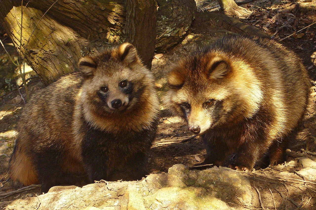Tanuki Animal Crossing Wiki Fandom powered by Wikia