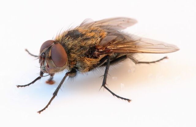 File:Real Fly.jpg