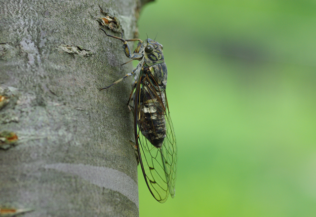 File:Walker'scicada.png