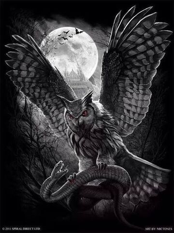 File:Owl.jpg
