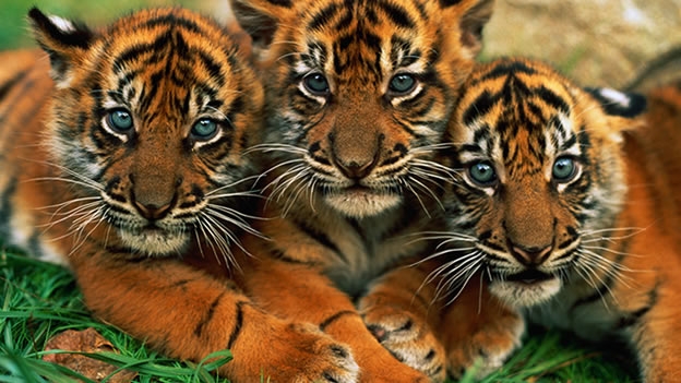 Resultado de imagen para tigre