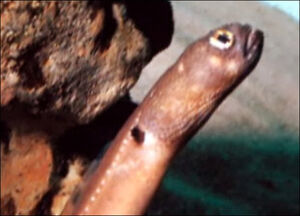 Death Worm