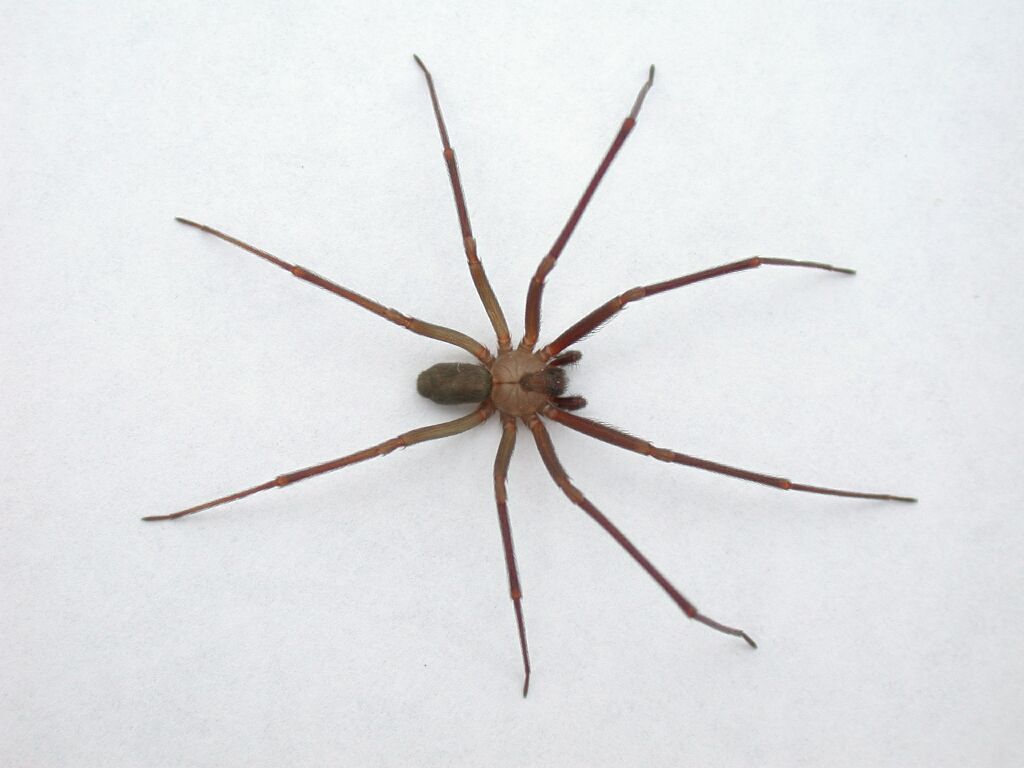 Brown recluse spider (Loxosceles reclusa) | Arachnipedia ...