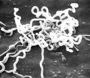 Treponema pallidum.jpg