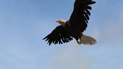 ACRG Bald Eagle