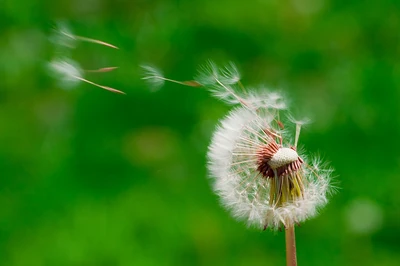 dandelion seeds blowing away