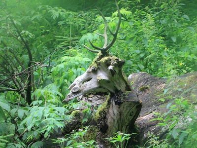A sculpture made from antlers and a tree stump in the forest near Garmisch-Partenkirchen, Bayern, Germany 