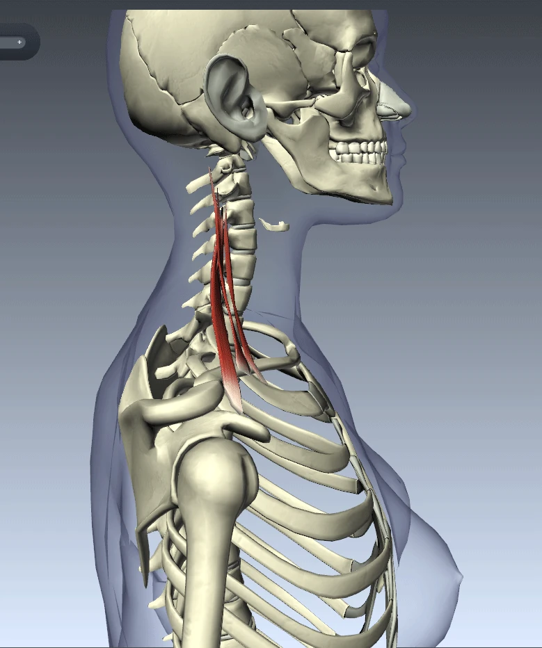Image Scalene Muscles Animation Neck Rotation.gif Athlepedia, The Athletics Wiki FANDOM