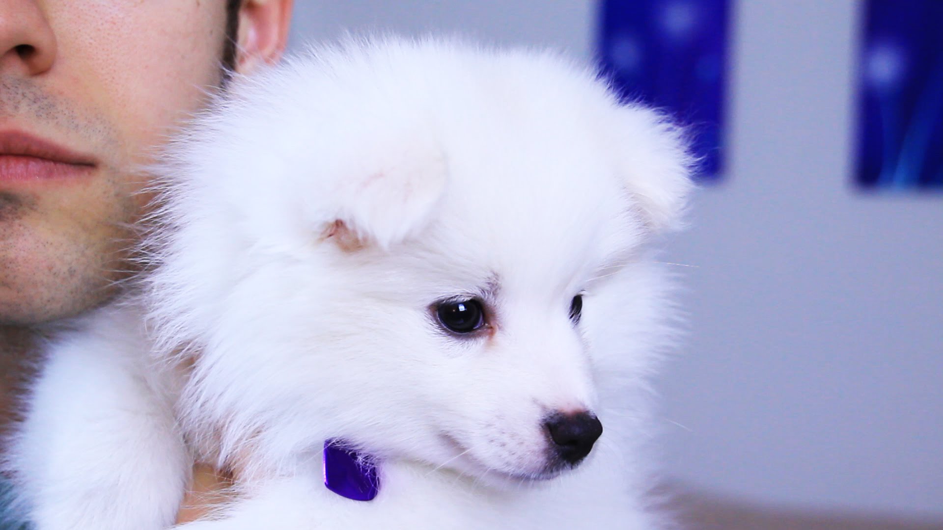 jacksfilms dogs klondike and sundae biches of jacksfilms wikia fandom powered by wikia jacksfilms dogs klondike and sundae biches of jacksfilms wikia fandom powered by wikia