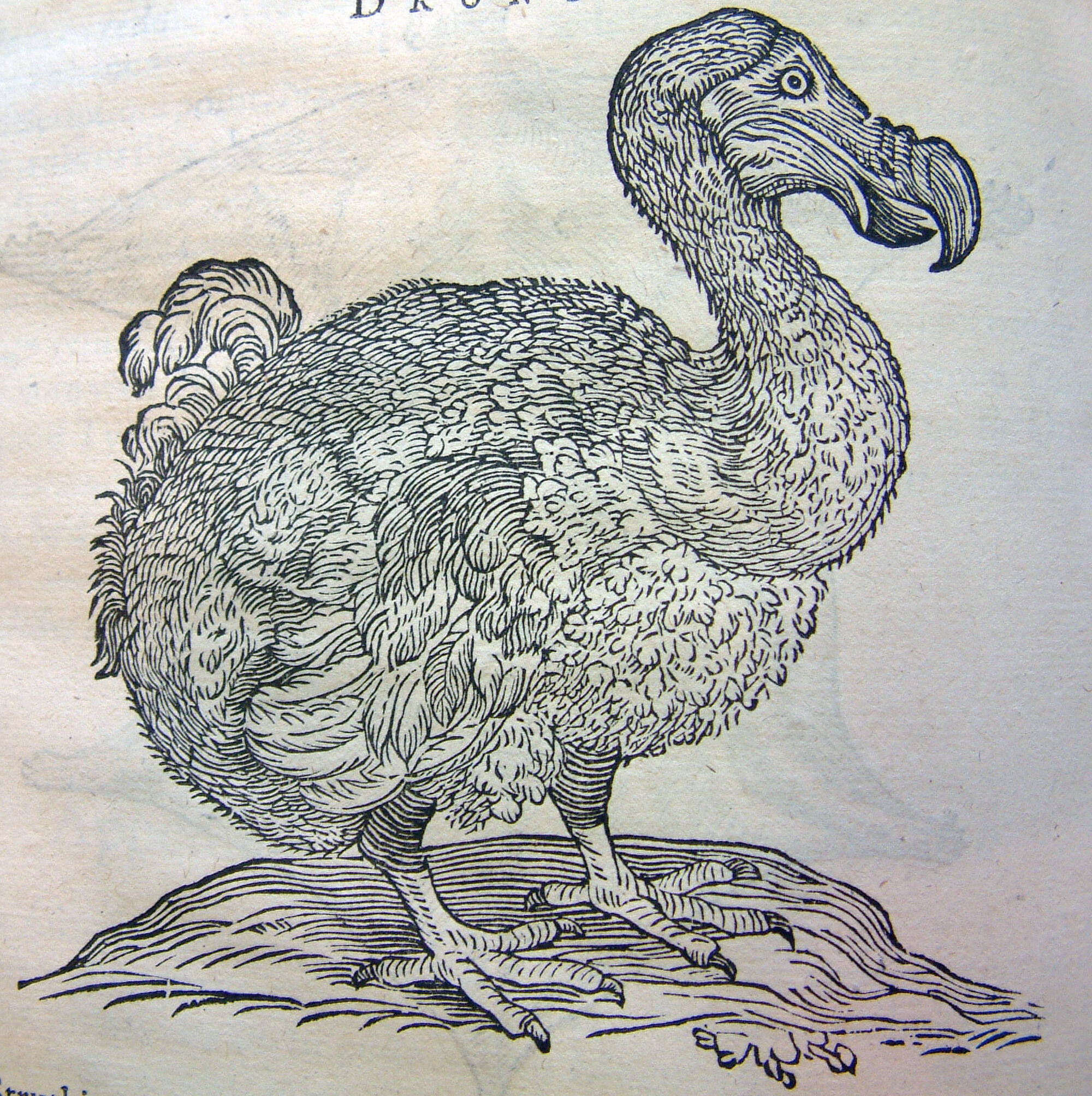 Top How To Draw A Dodo Bird of the decade The ultimate guide 