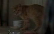 Darmodys-Cat