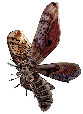 File:REOutbreakMoth.png