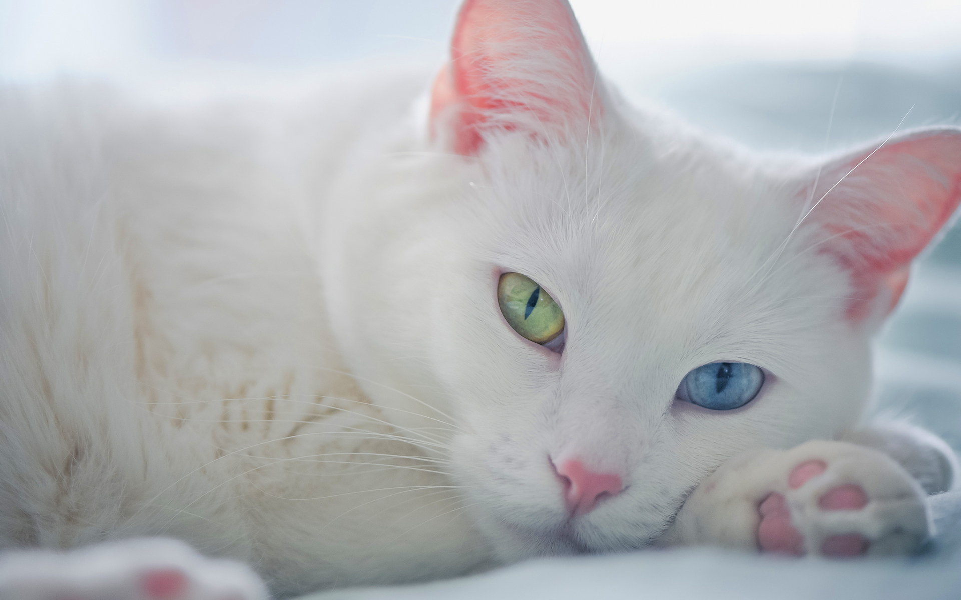 image-white-cat-green-blue-eyes-jpg-cats-wiki-fandom-powered-by-wikia