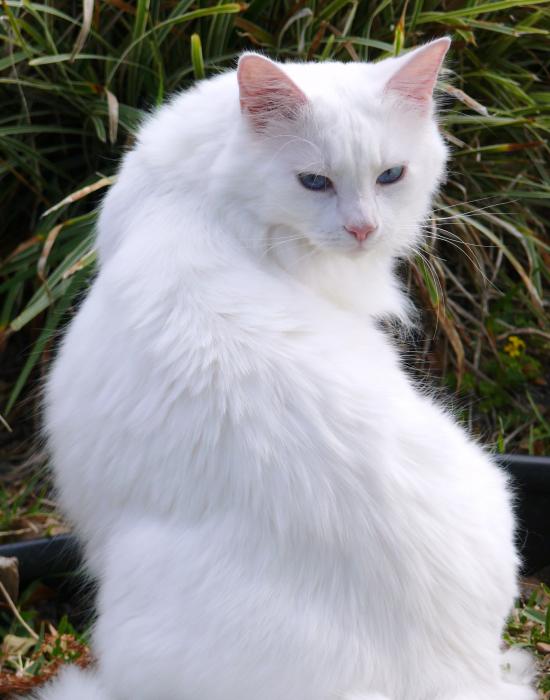 White Cat With Ice Blue Eyes