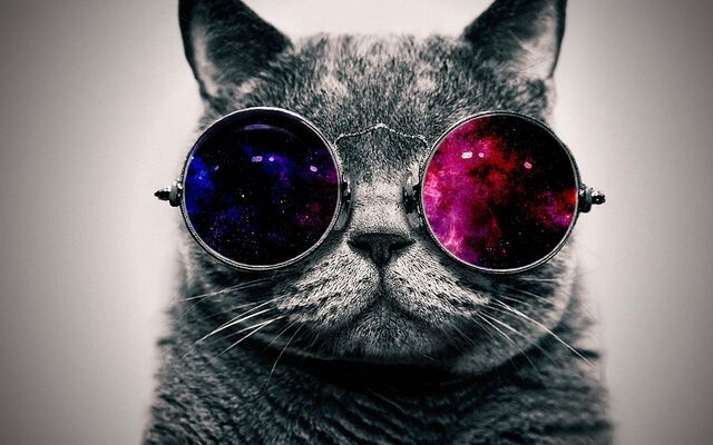 File:Cat-Glasses-Wallpaper-HD.jpg