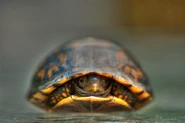 800px-Baby Turtle
