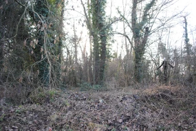 Slender forest 4.jpg (254 KB) Slender forest 4