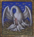 Pelican