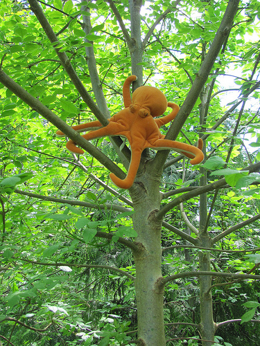 pacific northwest tree octopus