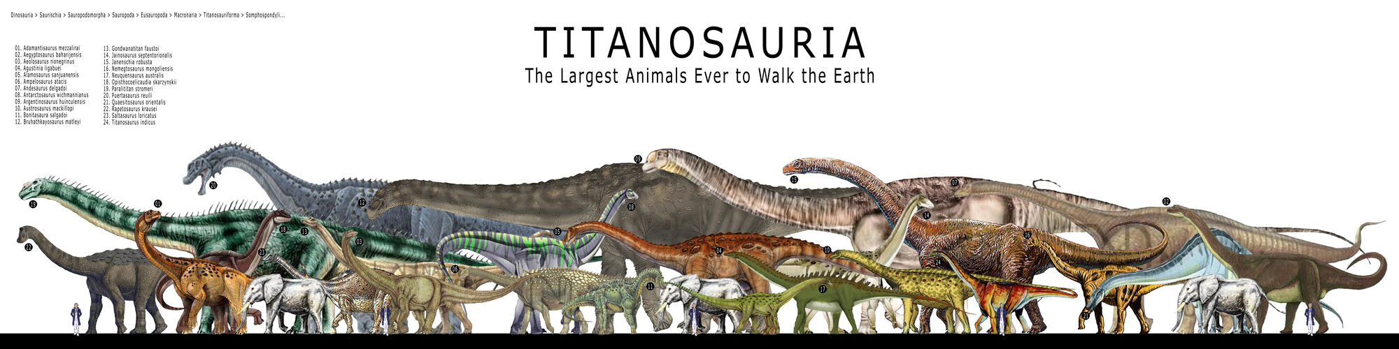 Titanosauria | Dinosau... Ampelosaurus Dinosaur King
