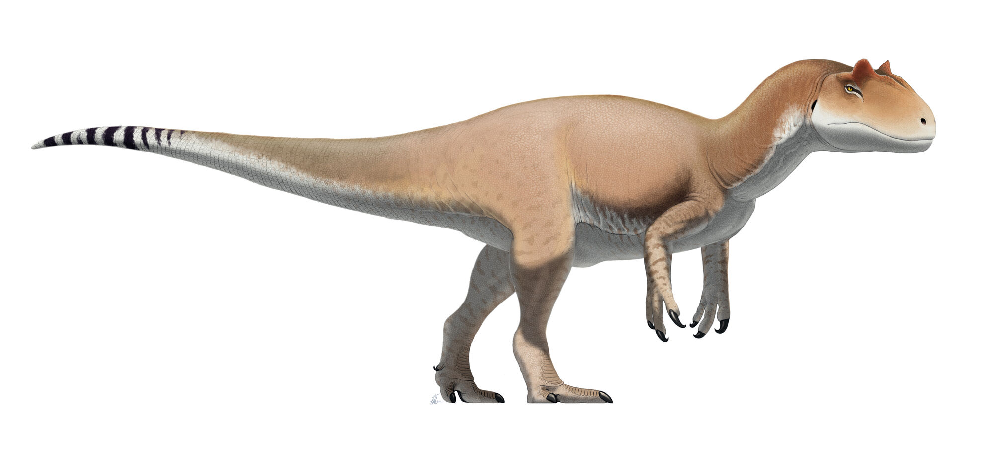 tyrannosaurus and allosaurus