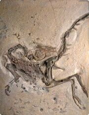 compsognathus skeleton