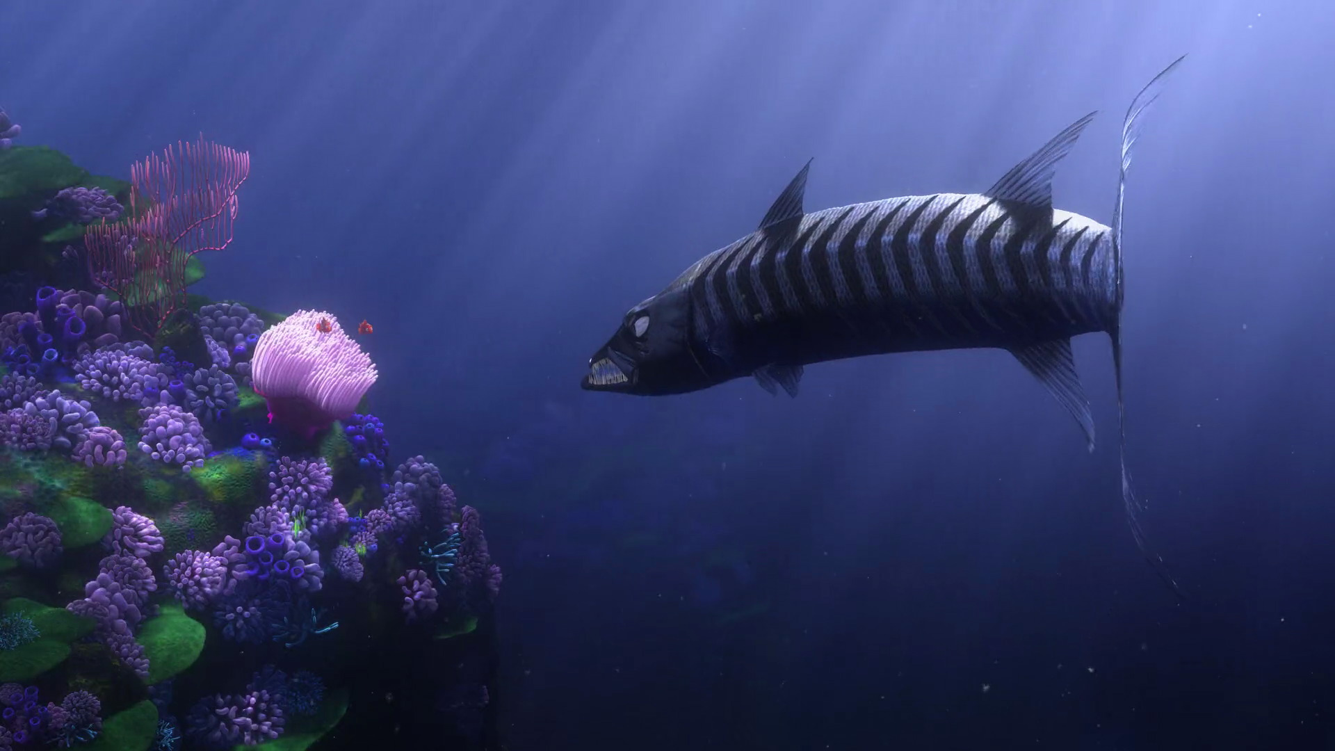 finding nemo fish with scar