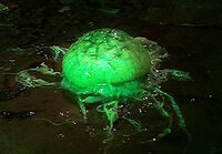 192 dalek embryo.jpg