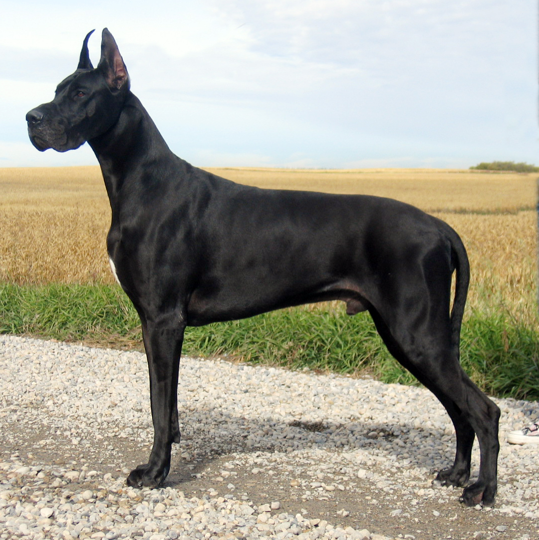 Image - 3180-black-great-dane-dog.jpg | Dogs and Cats Wiki | Fandom