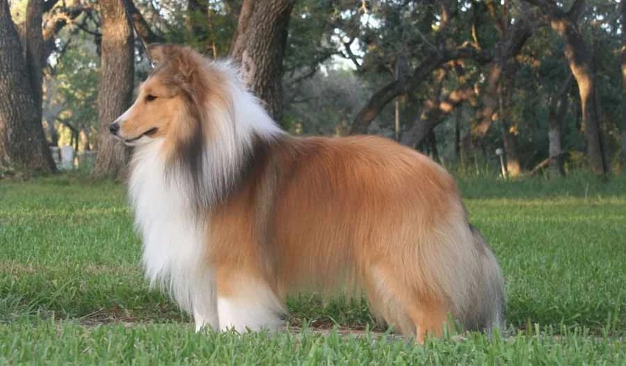 Shetland sheepdog Dogs and Puppies Wiki Fandom powered by Wikia