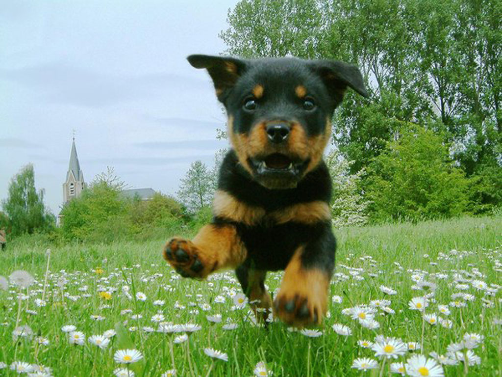 puppy and rottweiler dogs and puppies wiki fandom powered by wikia puppy and rottweiler dogs and puppies wiki fandom powered by wikia