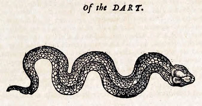 Jaculus Drachen Wiki FANDOM powered by Wikia