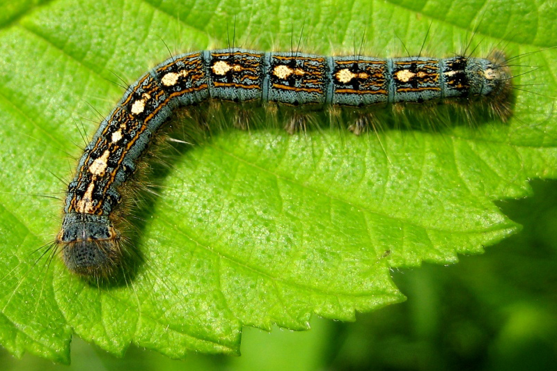Forest Tent Caterpillar Moth KM Ectotherms Wiki Fandom powered by