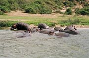 800px-Hippos Uganda.jpeg