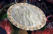 D'Vinnian Court Shield (Brandished)