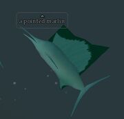 A pointed marlin