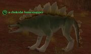 A chokidai bonesnapper