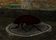 Ankhefemut