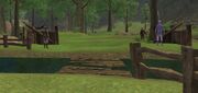 Mystic Woods