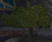 Jarsath oak tree (Visible)