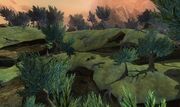 Tox forest