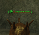 A congealed mortis