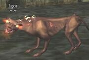 Igor