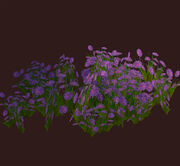 Purple-flowered-shrub