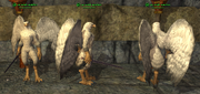Aviak (Troubador) Placed
